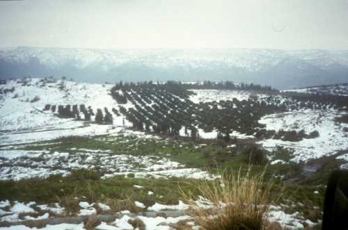 Snow in an avocado orchard