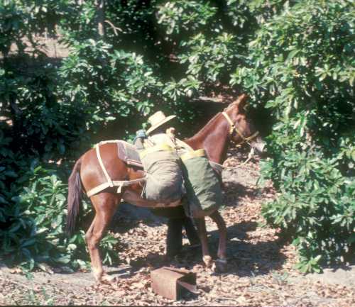 Using mules to move fruit