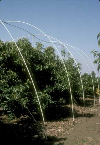 Construction of tree cages