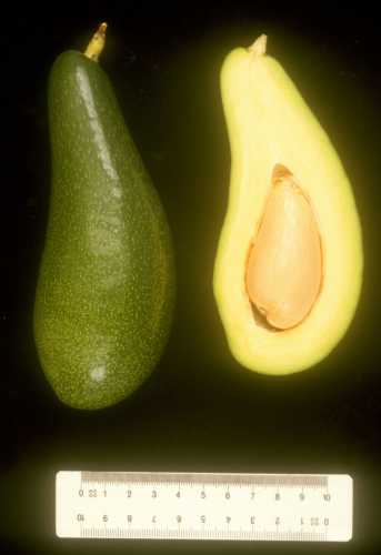 Galil avocado