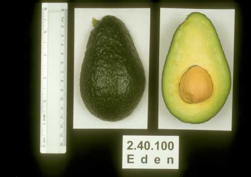 Eden avocado