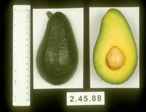 Arad avocado