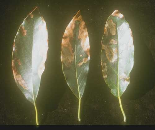 Symptoms (leaf) of Potassium (K) deficiency