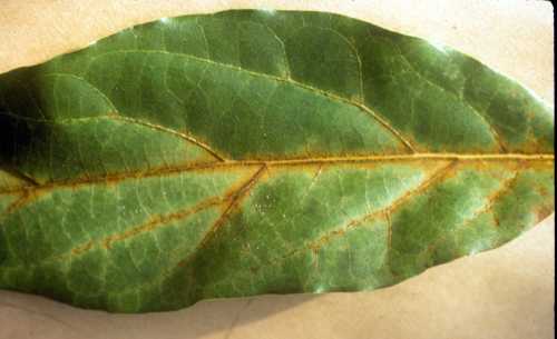 Symptoms (leaf) of Manganese (Mn) deficiency