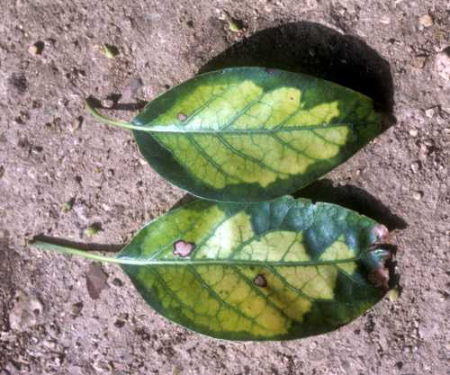 Symptoms (leaf) of excess of iron sulfate
