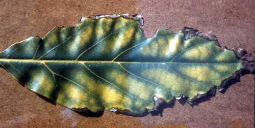 Symptoms (leaf) of magnesium (Mg) deficiency